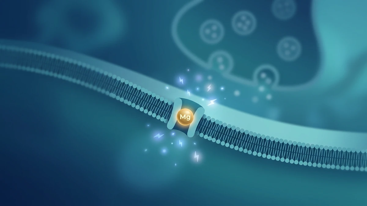Ilustração do magnésio agindo como uma trava no receptor NMDA do neurônio, reduzindo a hiperexcitabilidade ligada à enxaqueca